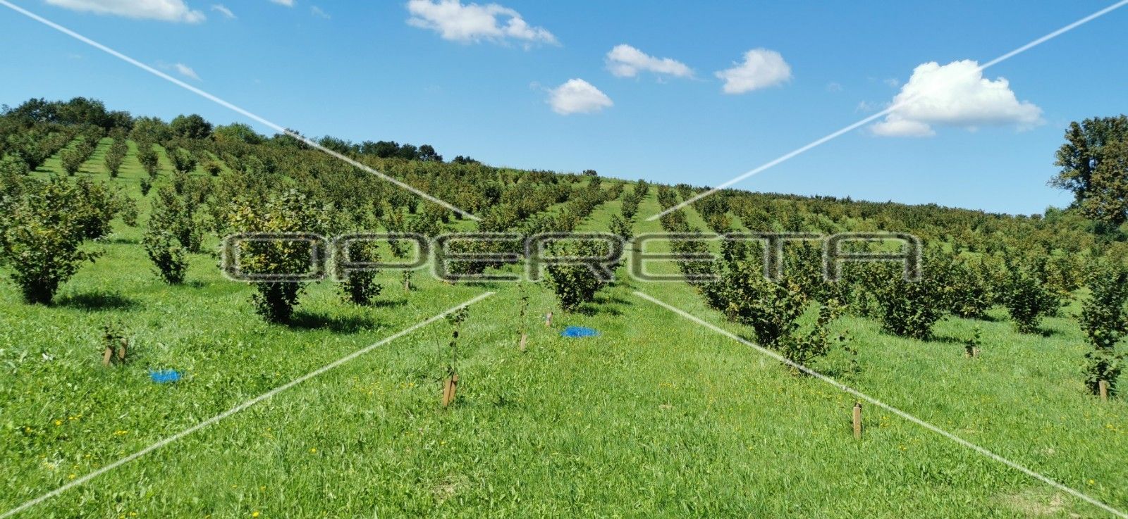 Land - Končanica, Daruvar, Končanica, Končanica 99500m2