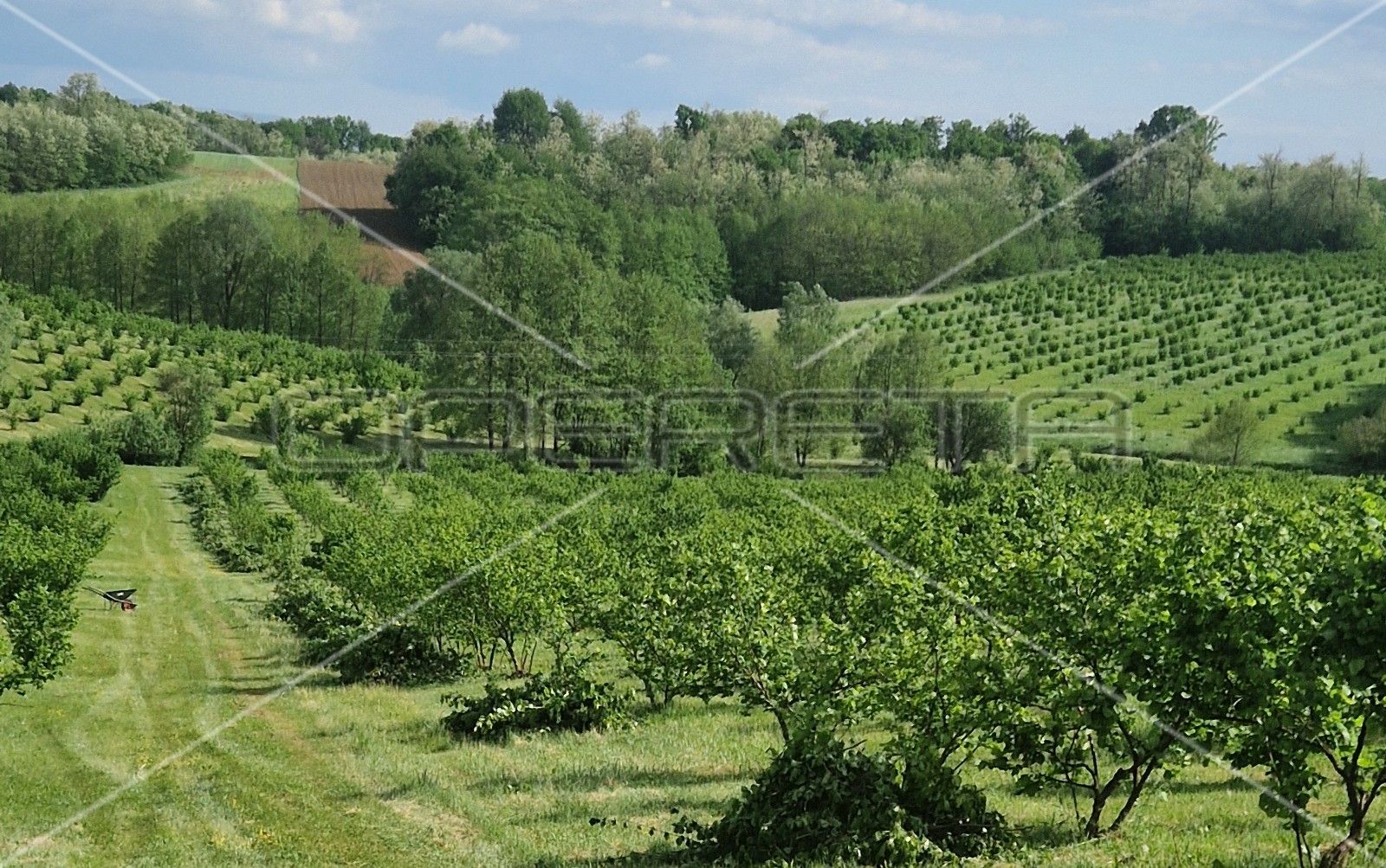 Zemljište - Končanica, Daruvar, Končanica, Končanica 73000m2