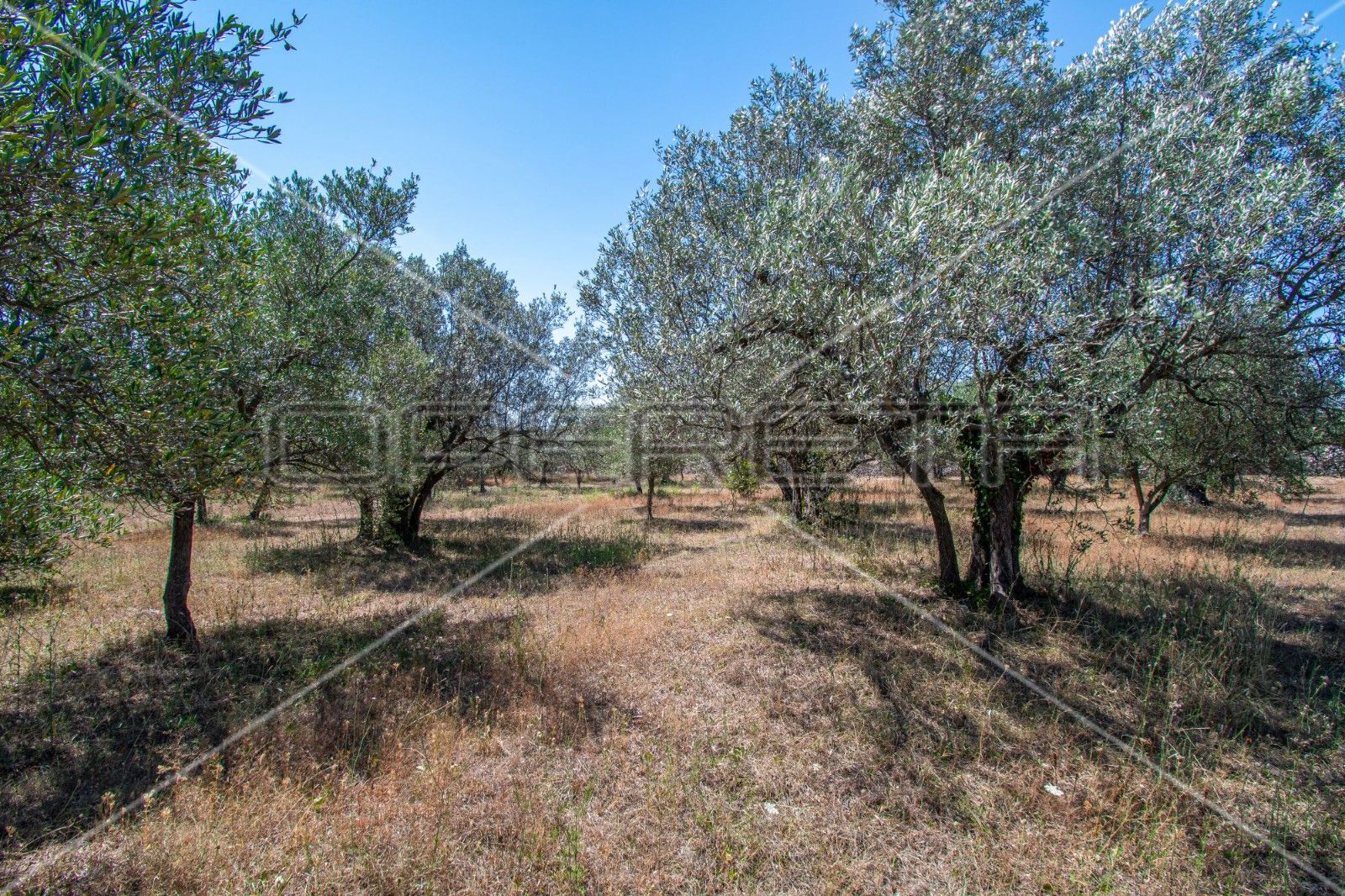 Land - Fažana, Fažana, Fažana 1500m2